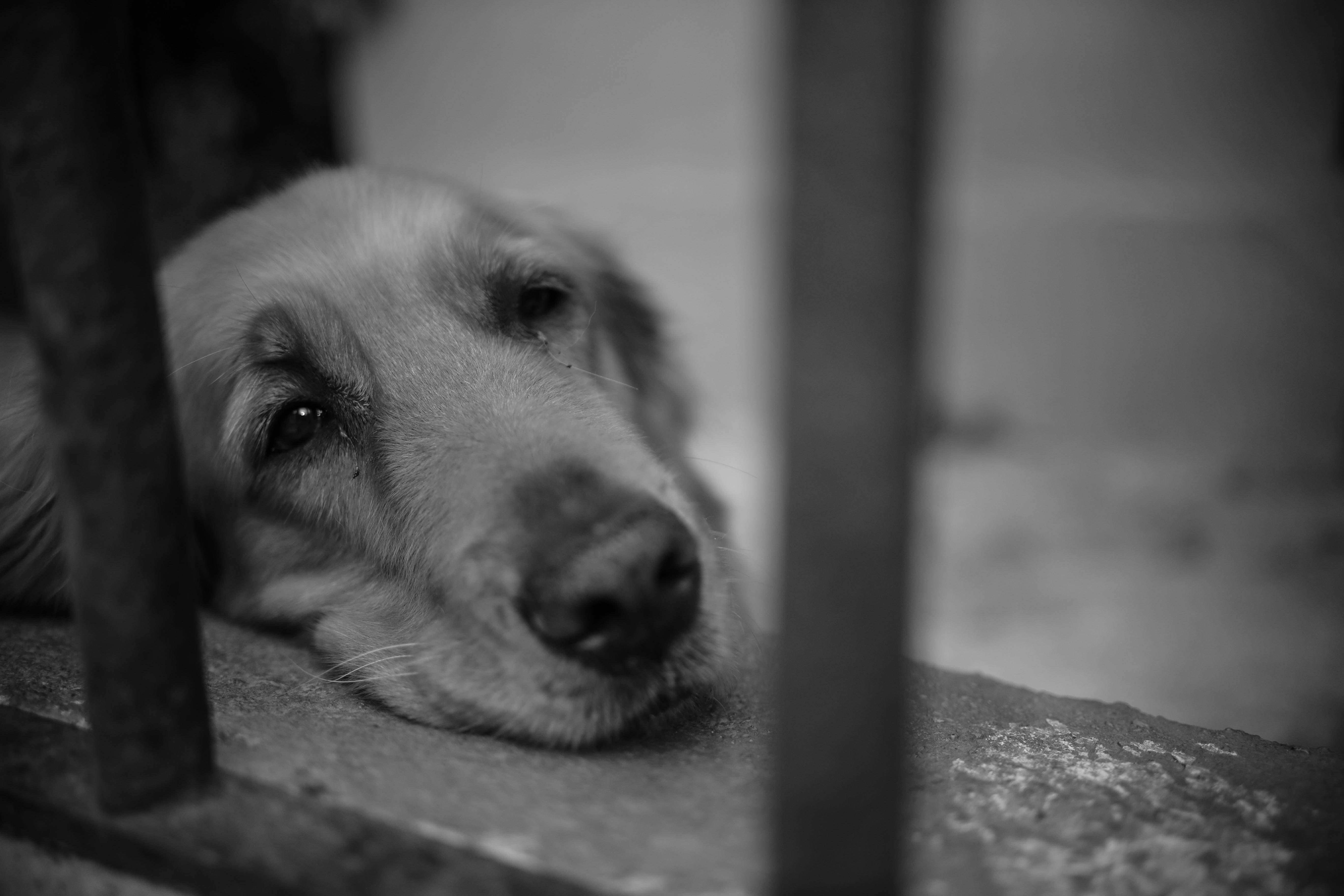 Печальная собака. Грустные животные. Бездомный пес. Взгляд бездомной собаки. Сон плачущая собака