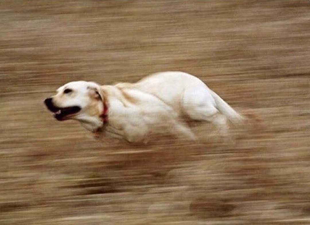 бегущая собака картинки