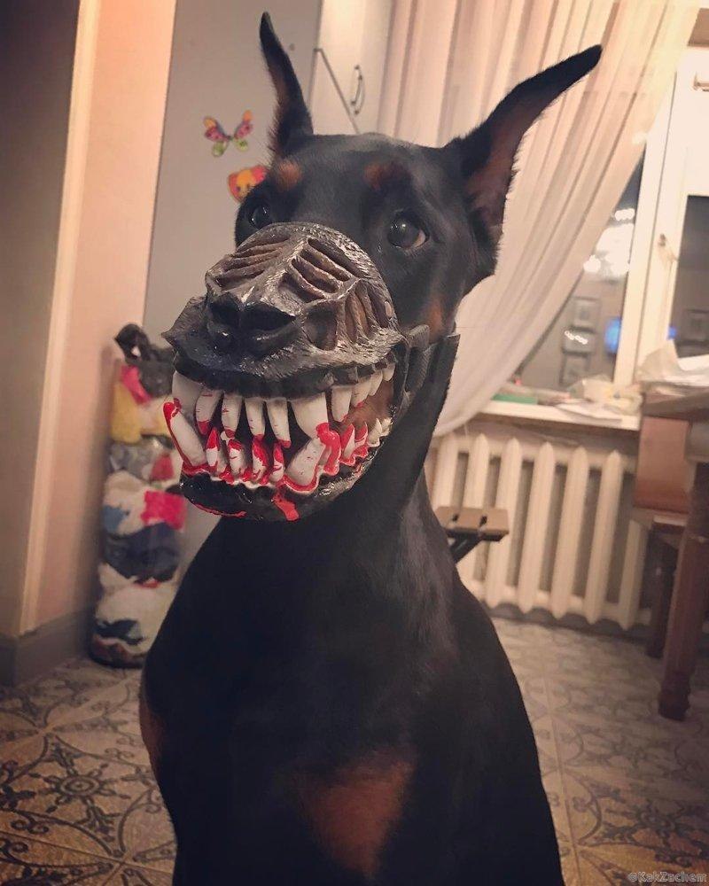Собака Доберман злая собака