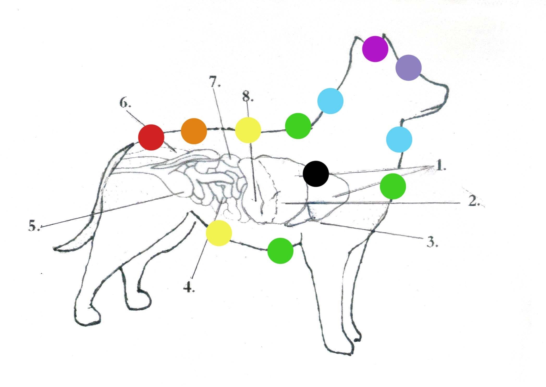 Увеличены лимфоузлы у собаки. Лимфатическая система собаки. Лимфатическая система собаки схема. Лимфатическая система собаки расположение. Лимфатическая система кошки.