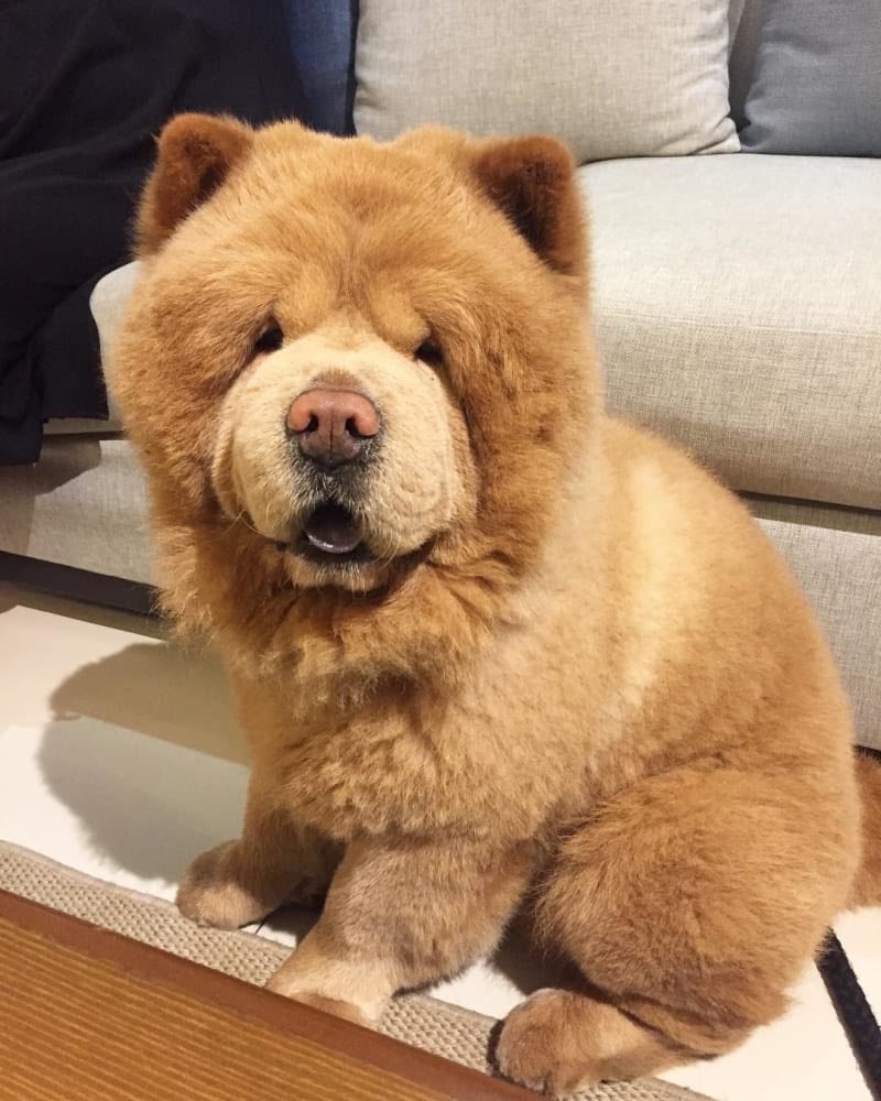порода собаки похожей на медвежонка фото