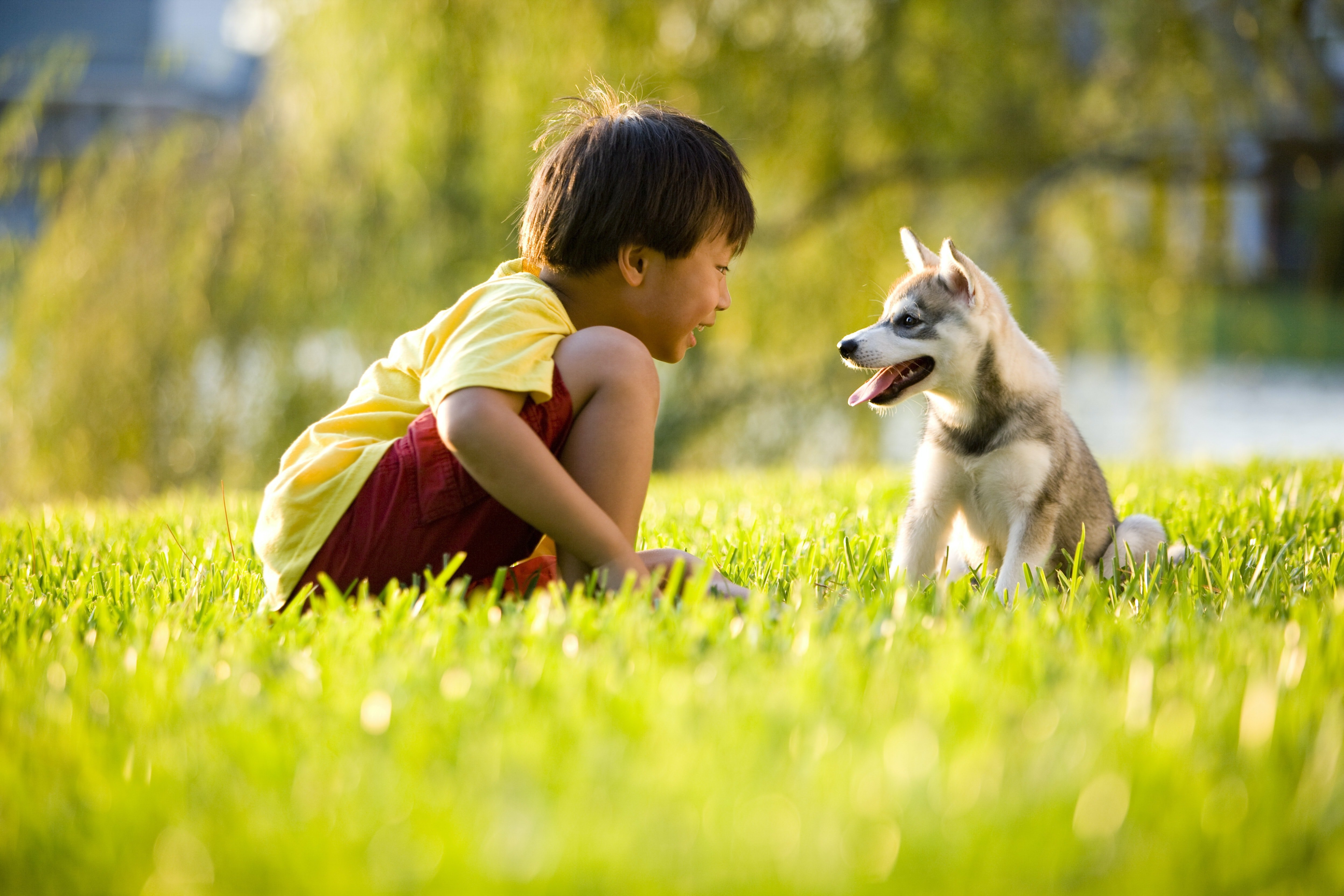 Мальчик играющий с собакой. Мальчик с собакой. Ребенок и животное. Собака на природе. Собака для детей.