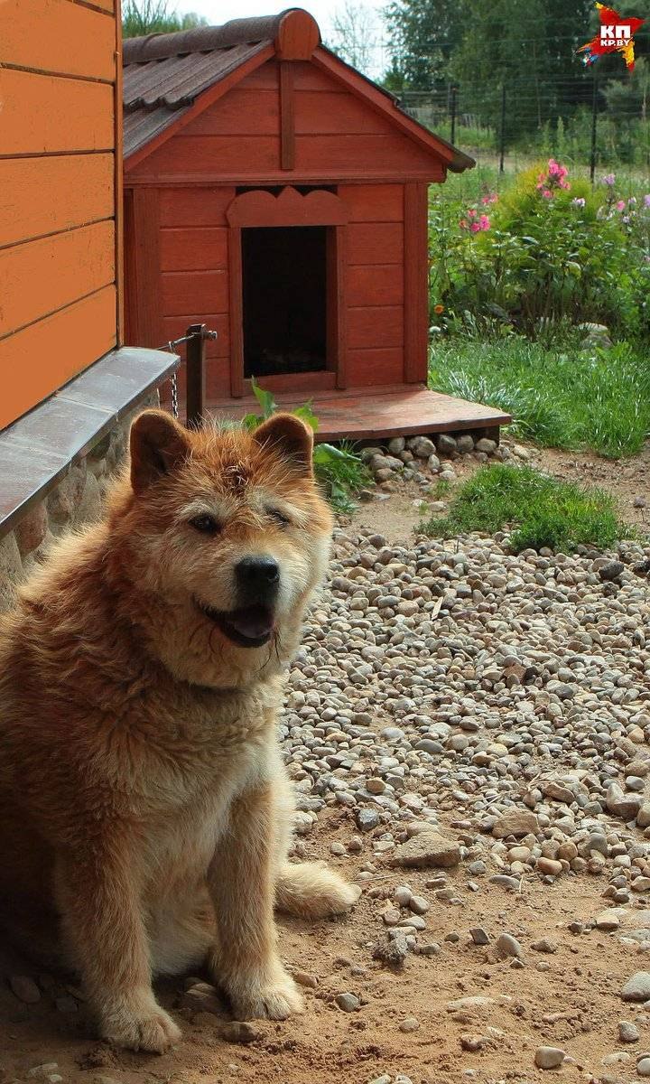 Собака охраняет дом