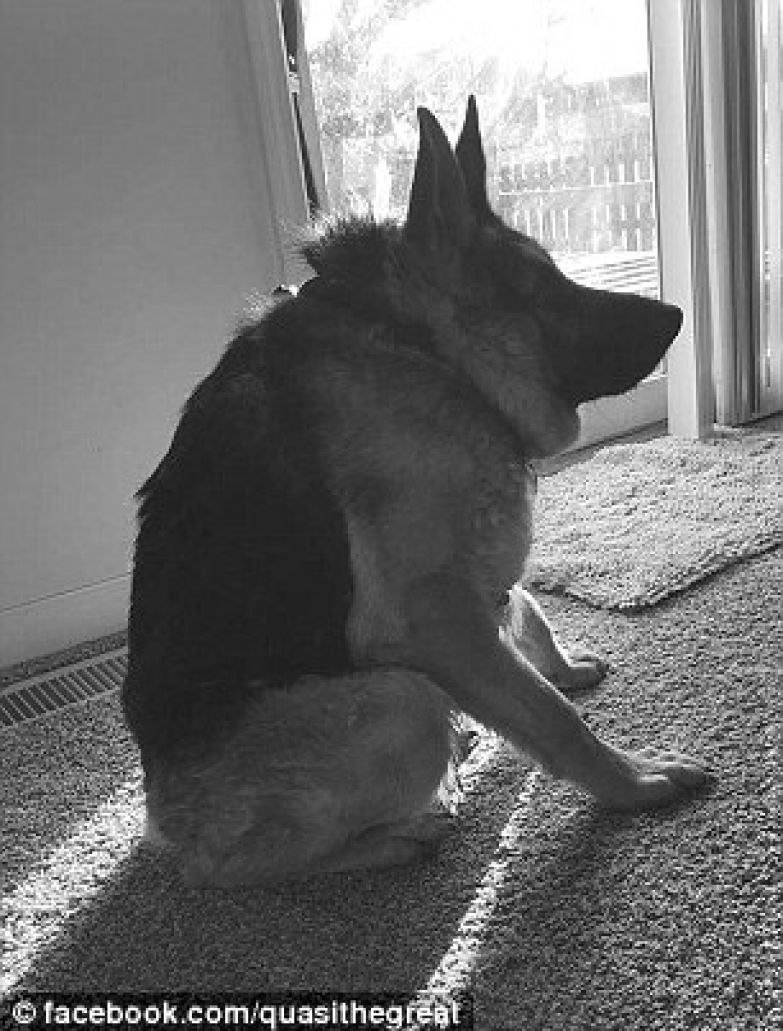 German Shepherd немецкая овчарка