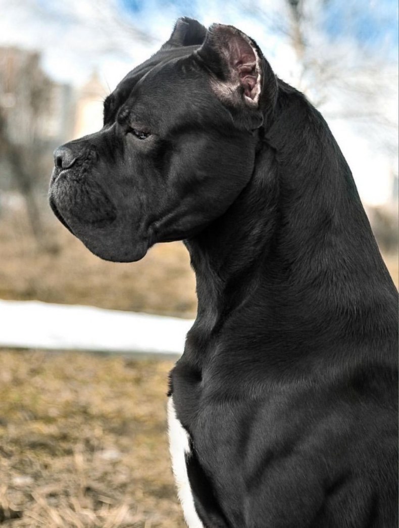 Кане Корсо