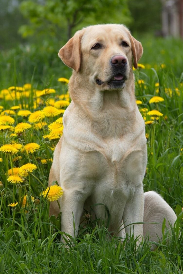 Лабрадор Retriever