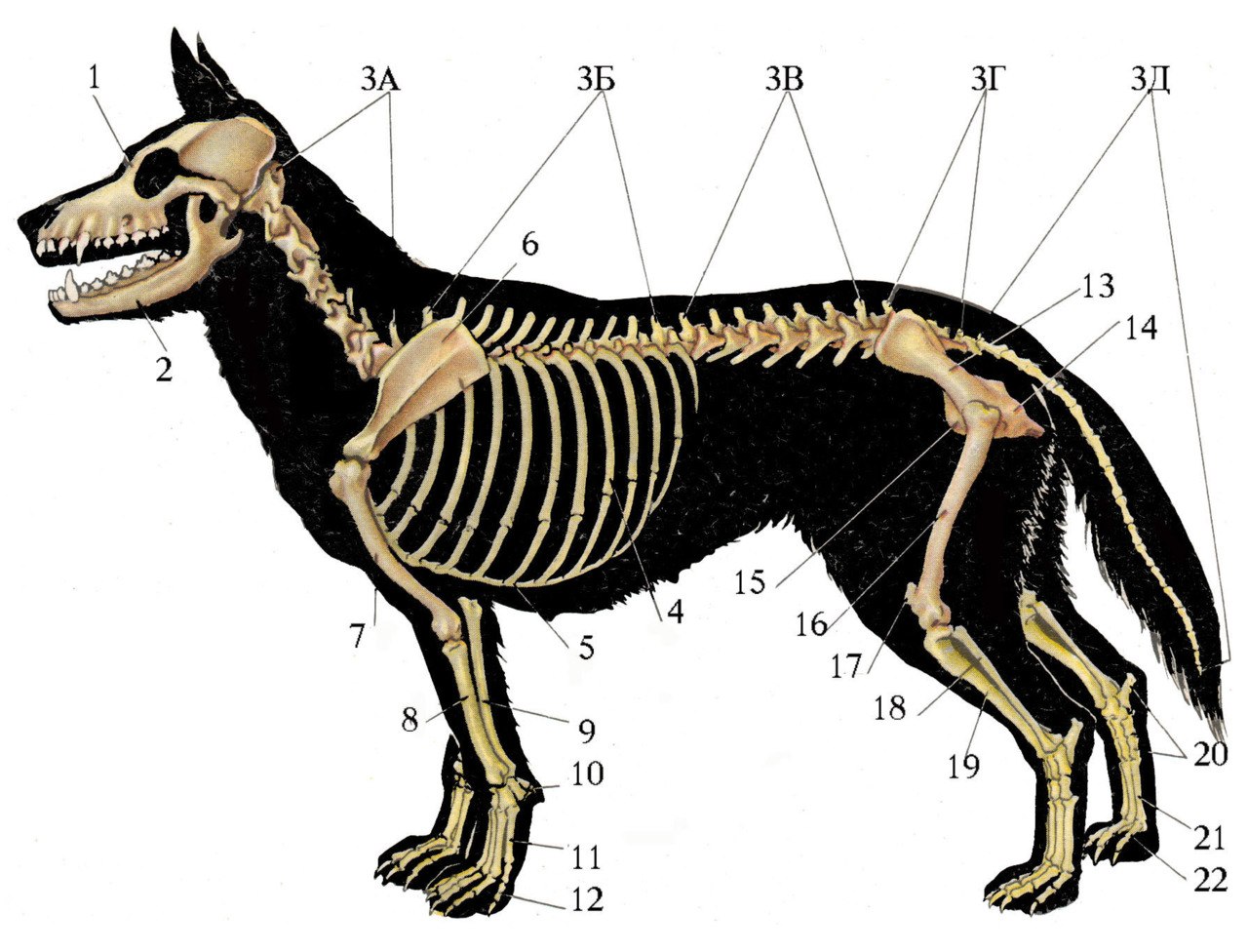 Особенности строения позвоночника собаки. Скелет собаки спереди. Скелет ВЕО собаки анатомия. Строение скелета ВЕО. Строение скелета овчарки.