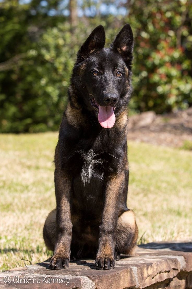 Malinois Dark Fawn