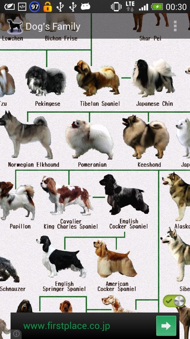 Найти породу собаки по рисунку