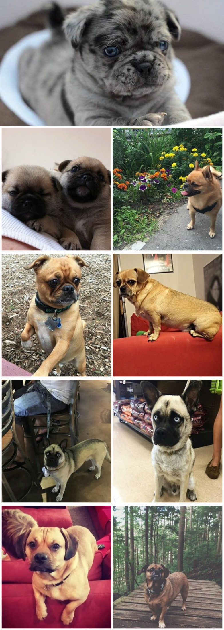 Dog Breed Puggle