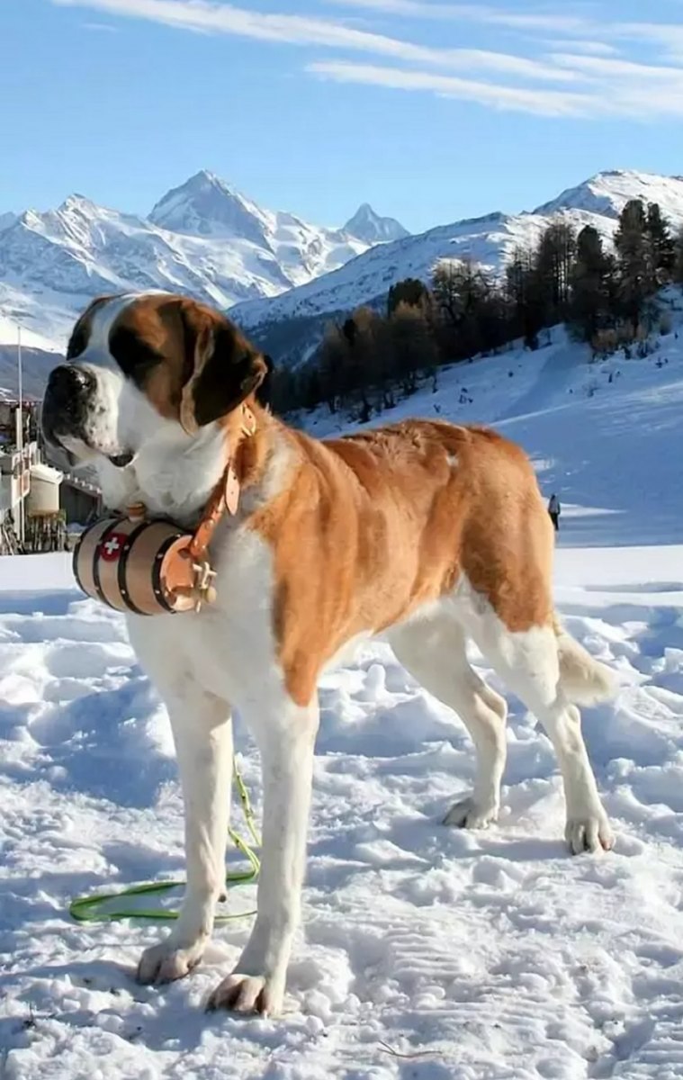 Сенбернар в Альпах