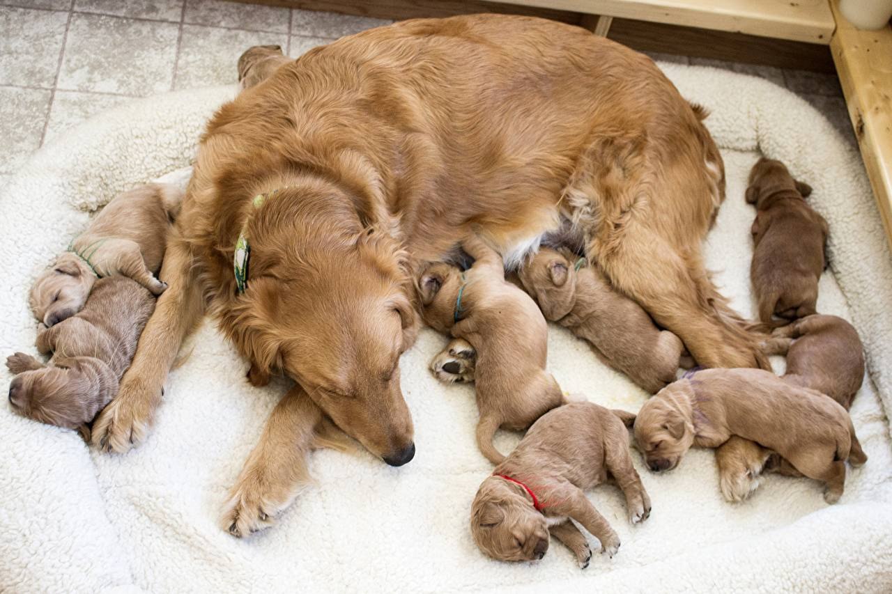 Сон родить собаку. Щенки и собаки. Щенки с мамой.