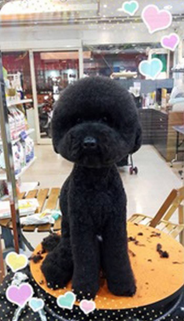 Малый пудель корейская стрижка