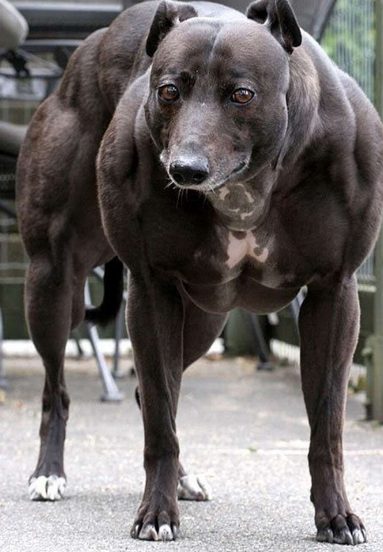 Уиппет Венди