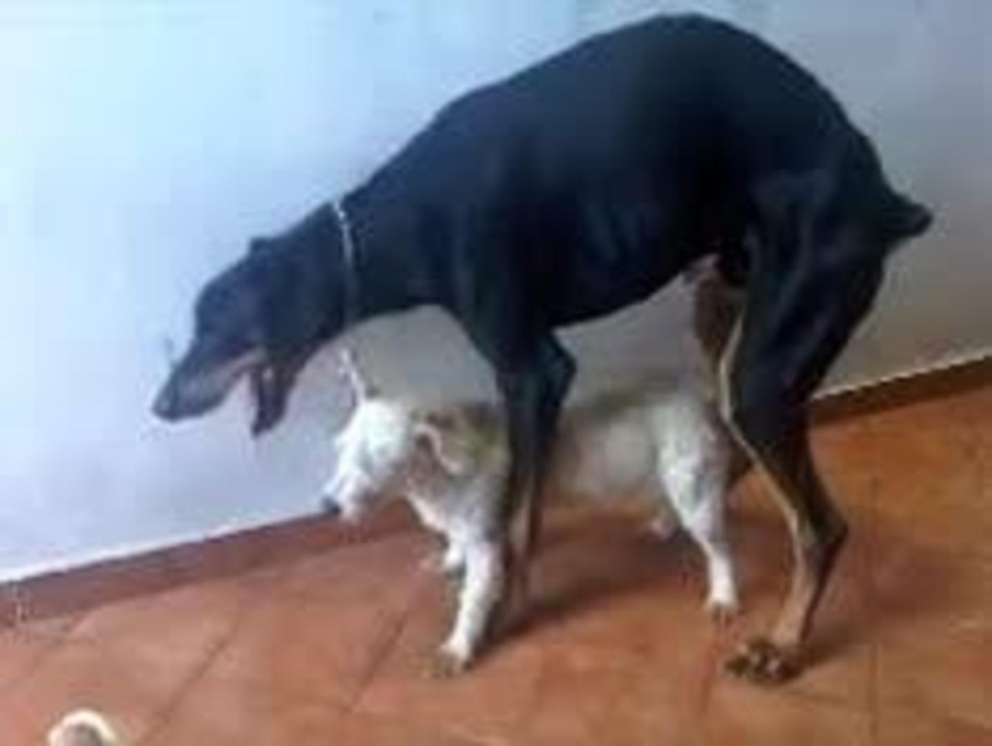 Big dog mating little dog