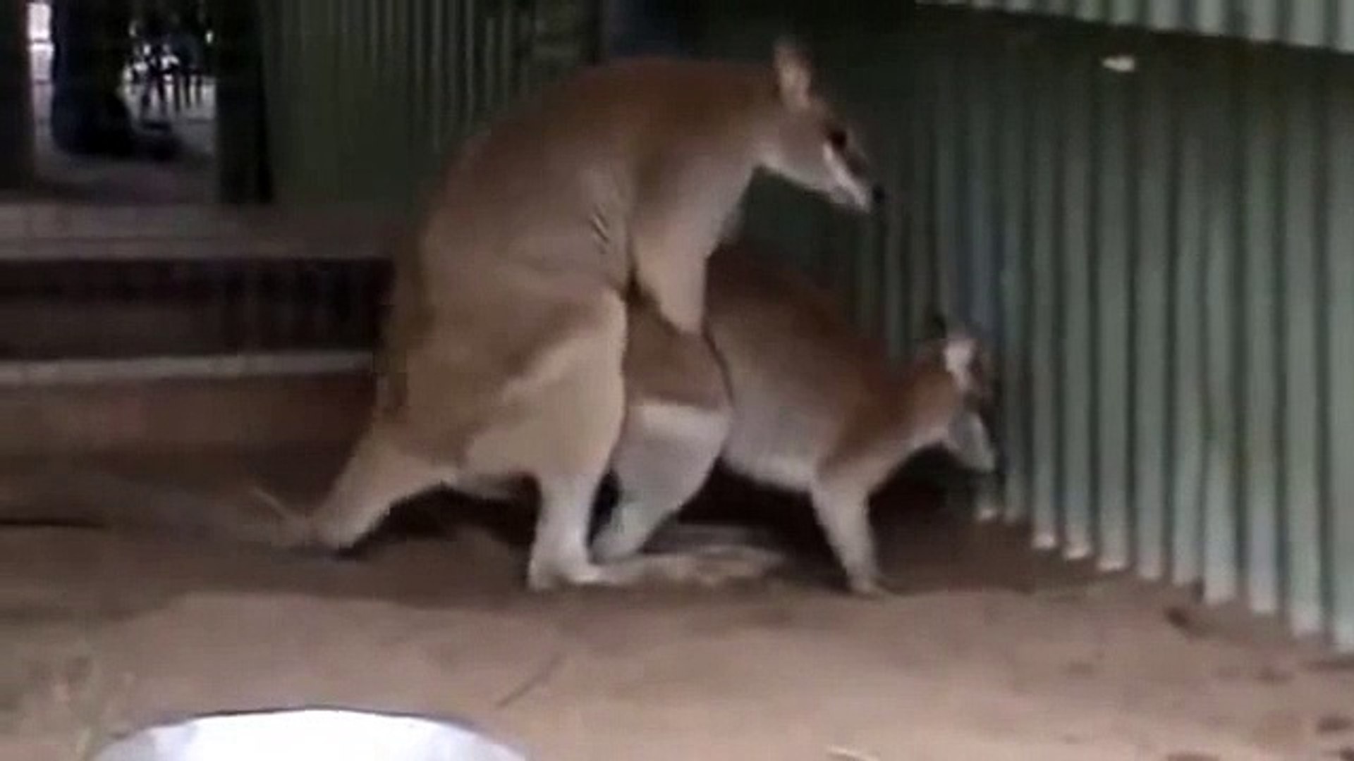 Animated dogs mating