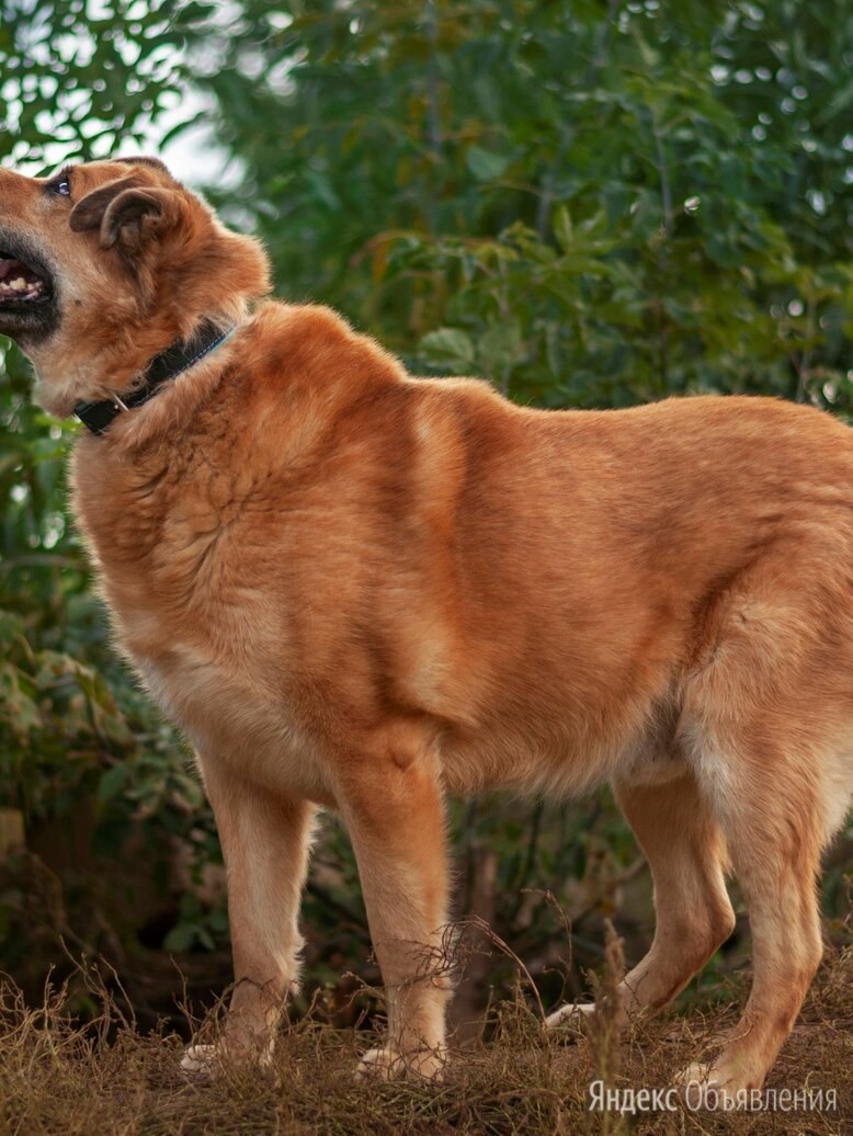 Пес Бруно