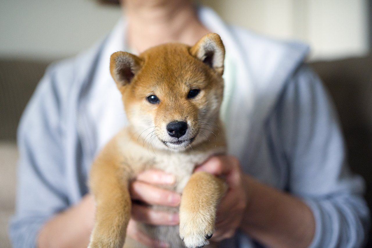 Foro de shiba inu