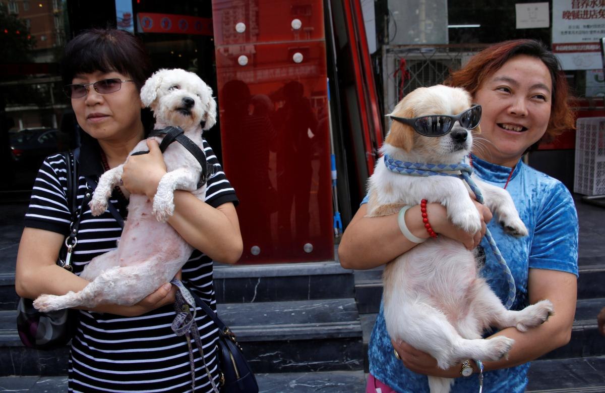 В китае едят собак