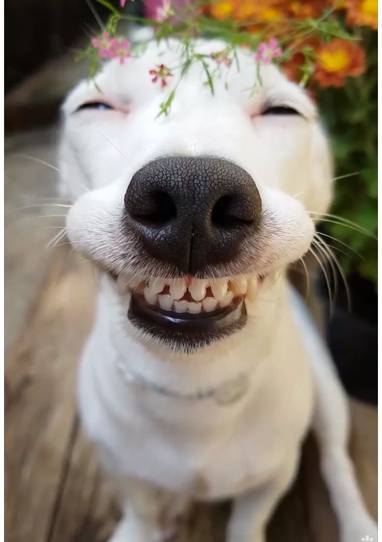 Смешная улыбка
