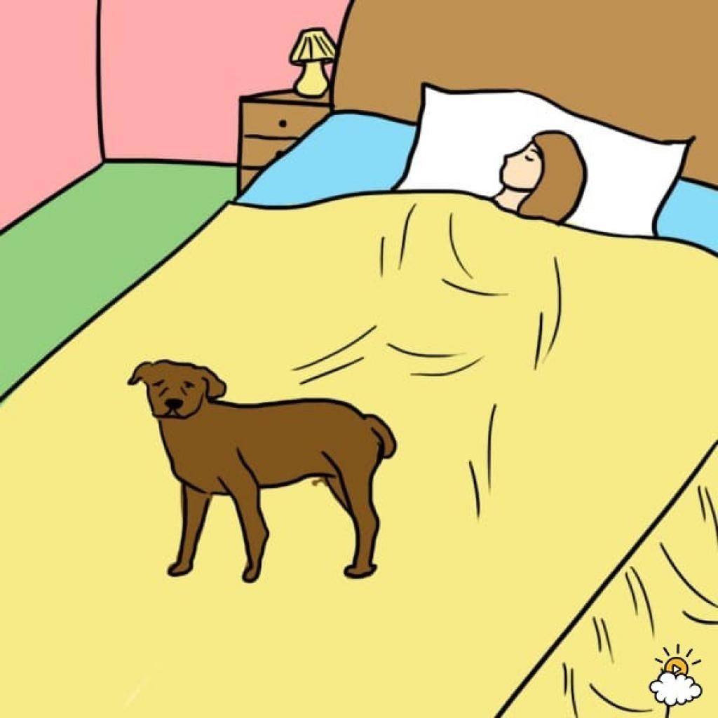 Игра уложи спать. Кровать для собаки. Собачка в кровати.