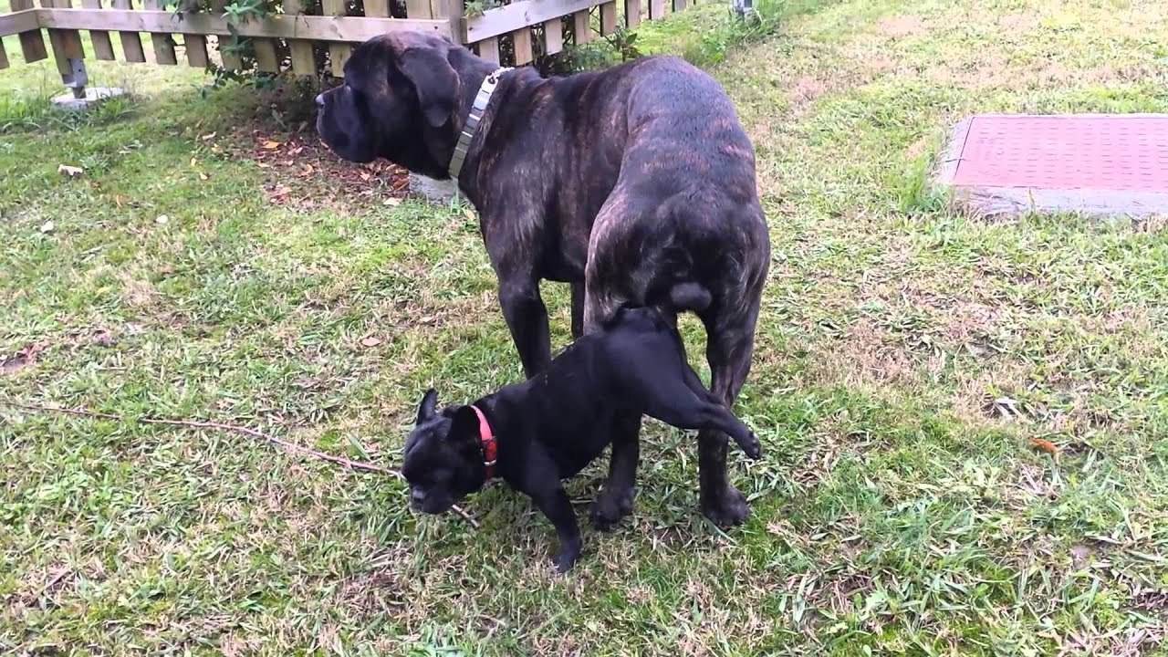 Dog mating a lady