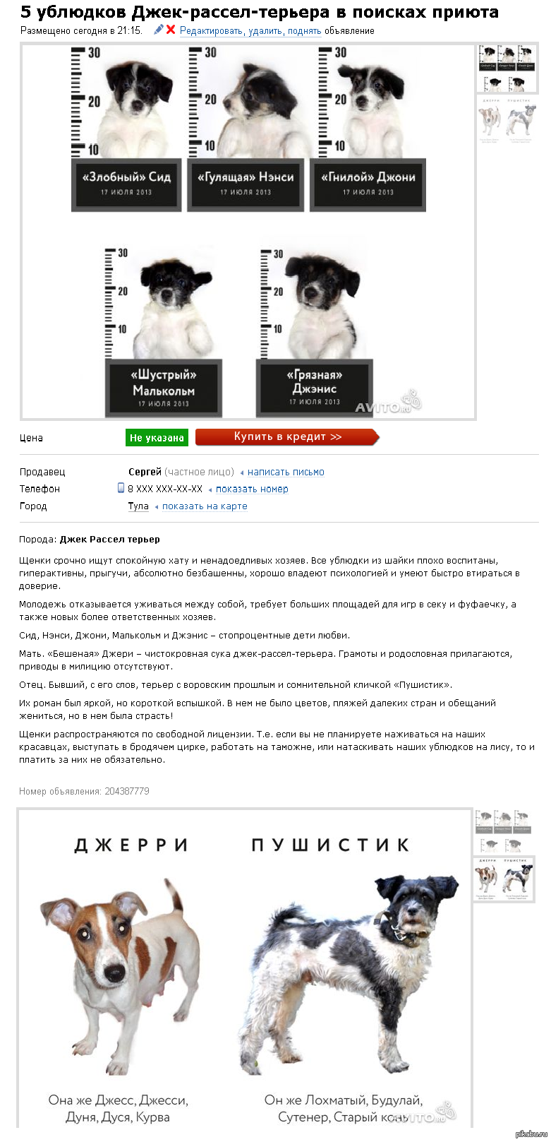 Рассказ про собаку Джек Рассел терьер