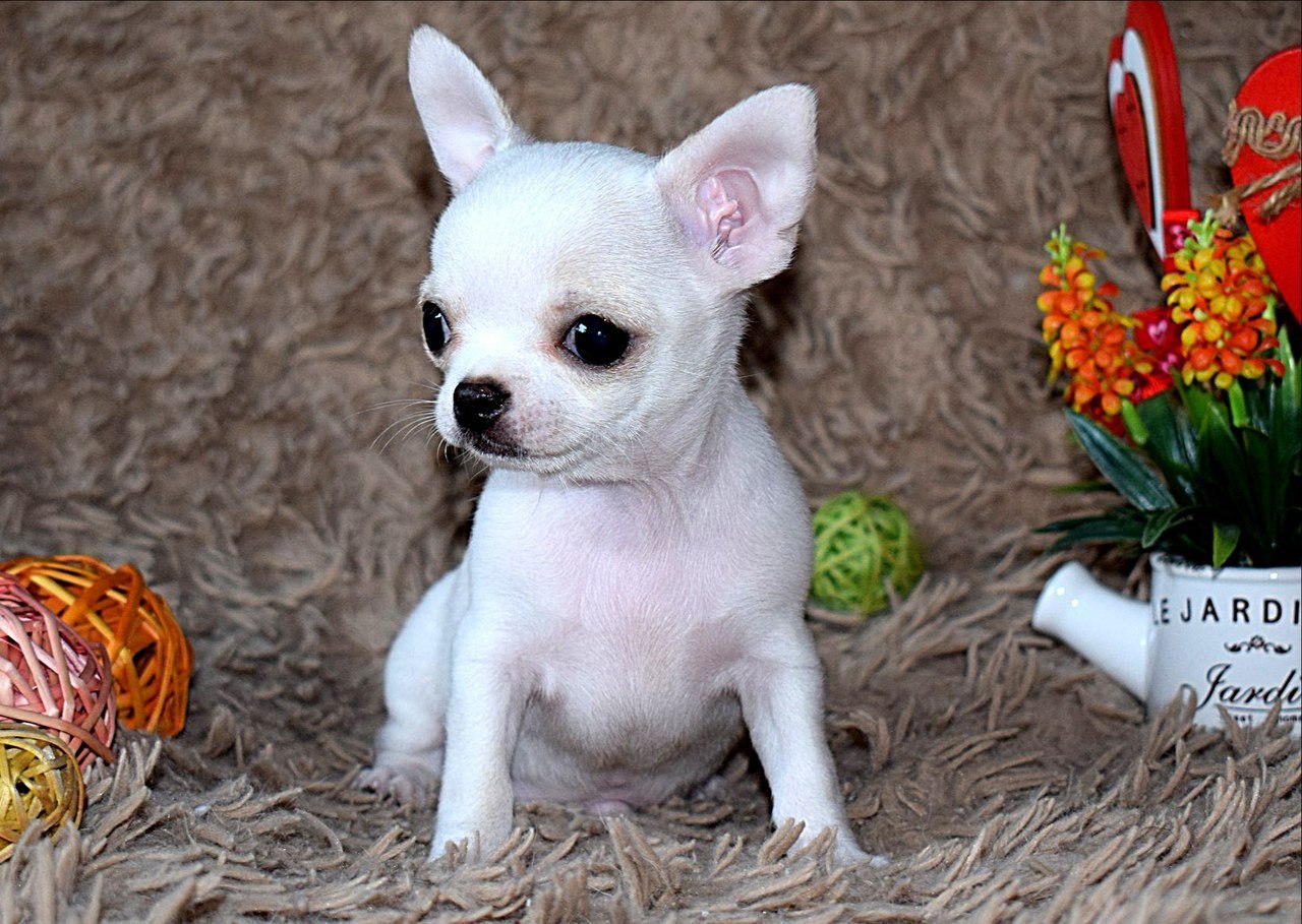 Чихуахуа фото взрослой собаки короткошерстные фото