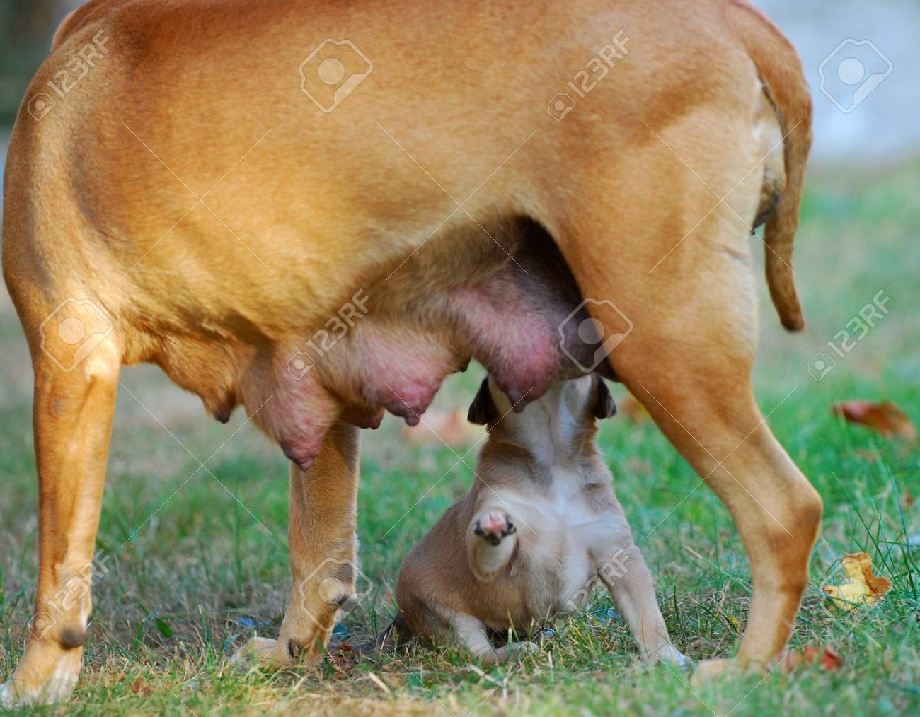 как выглядит грудь беременной собаки (120) фото