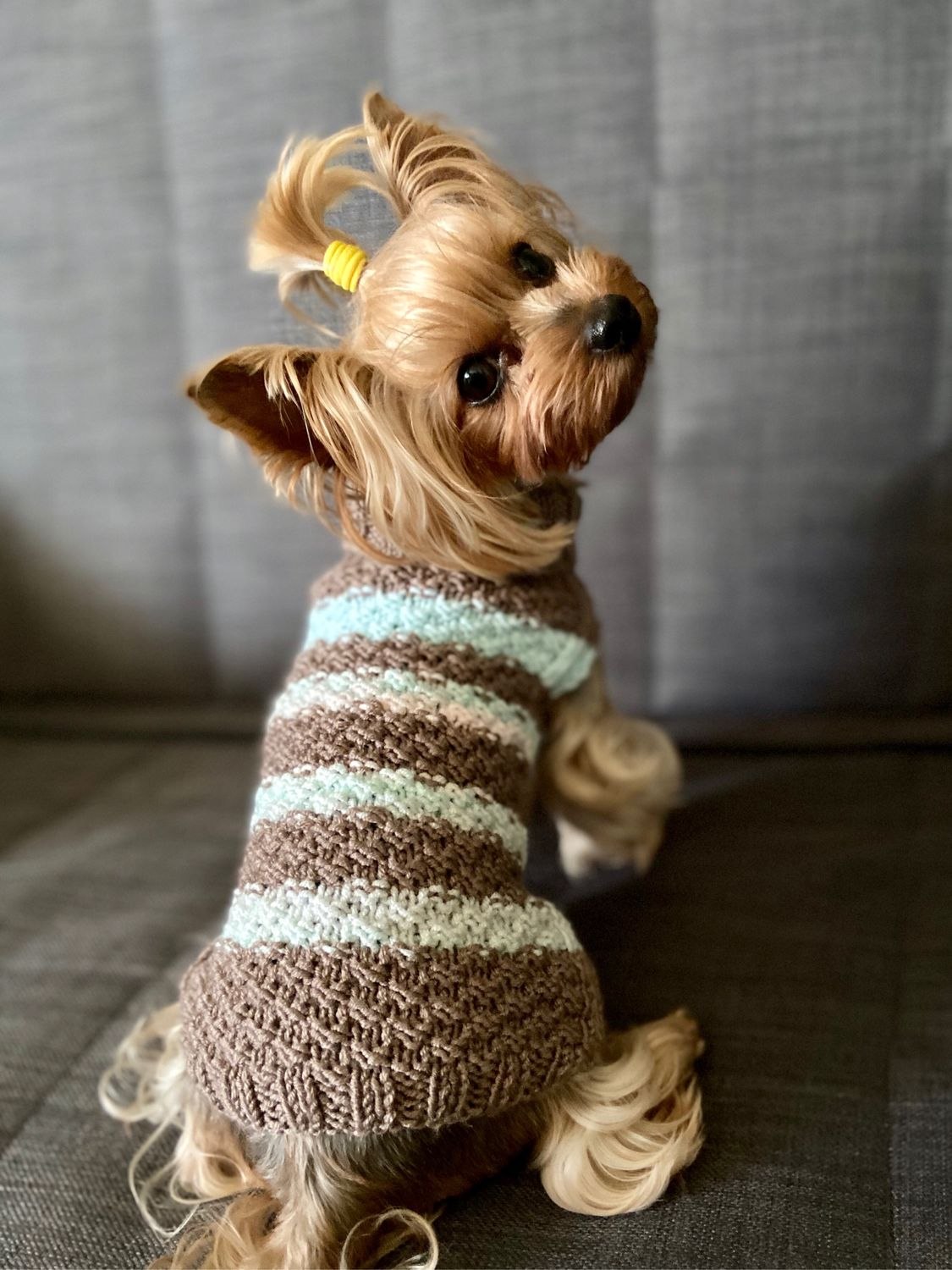 Вяжем теплый и миленький свитер на небольшую собачку