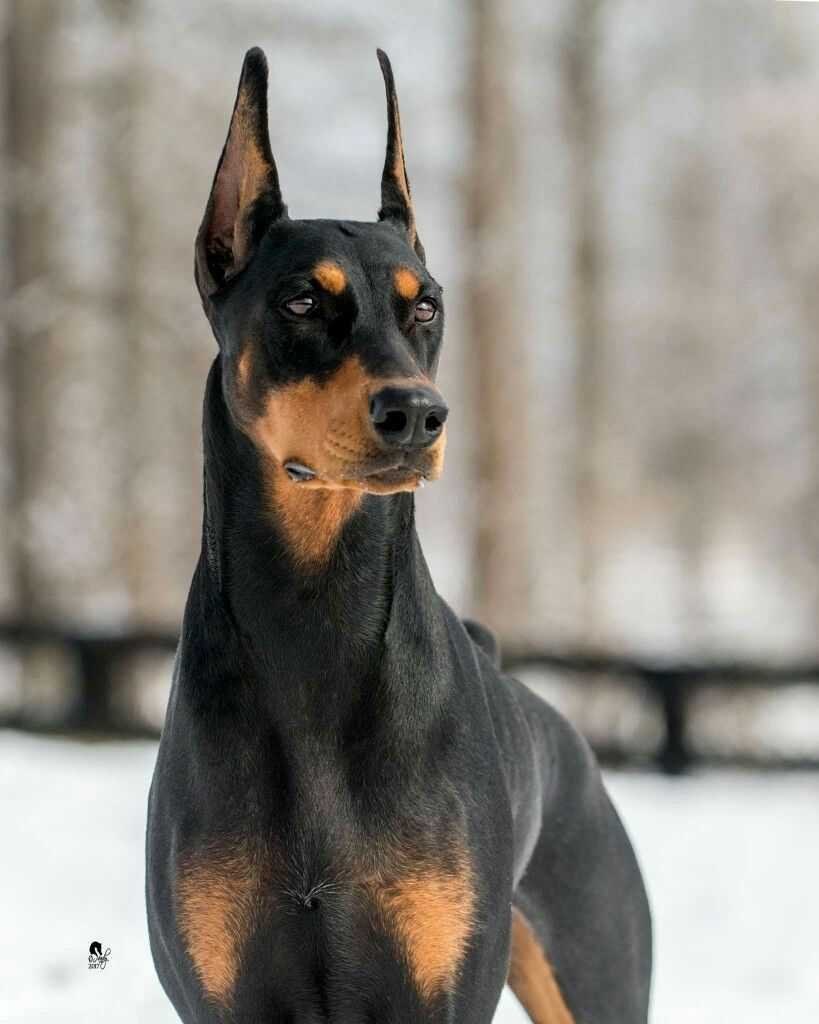 Большие черные собаки с острыми ушами порода (62 фото) - картинки  sobakovod.club
