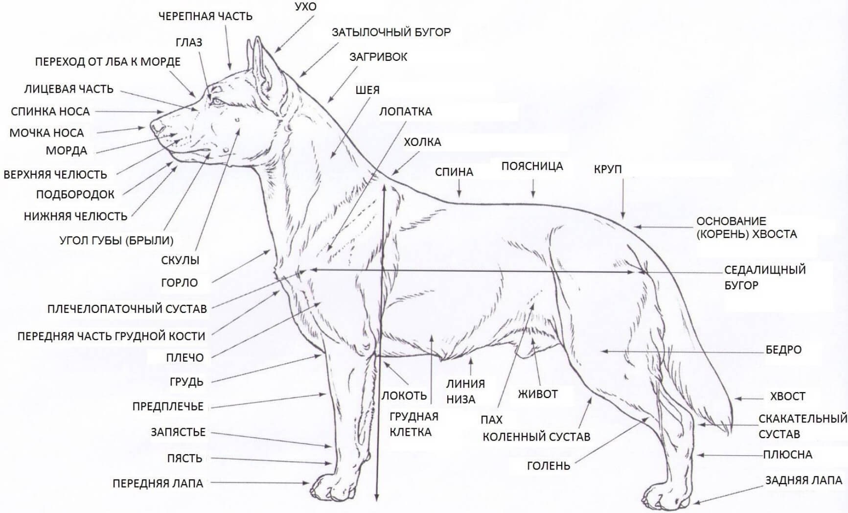 Строение тела собаки в картинках
