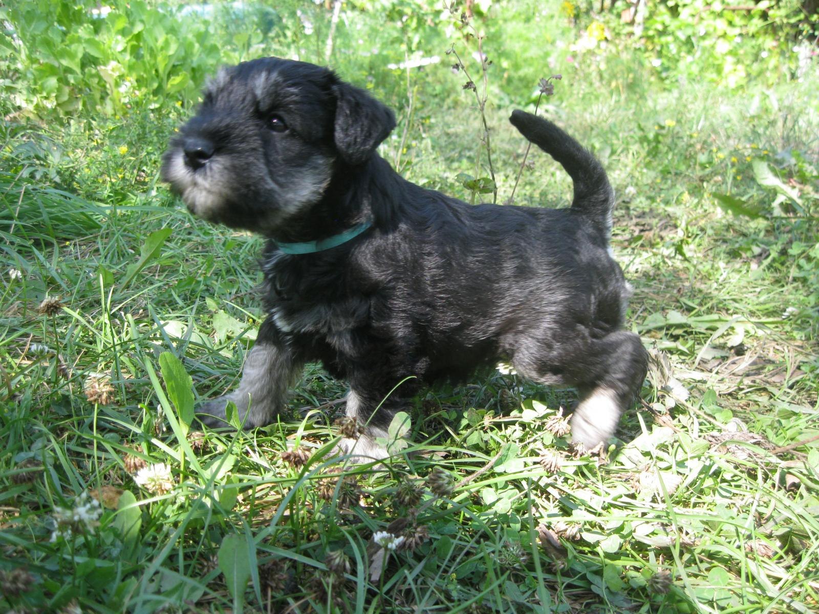 Собака Цвергшнауцер черный + спаниель