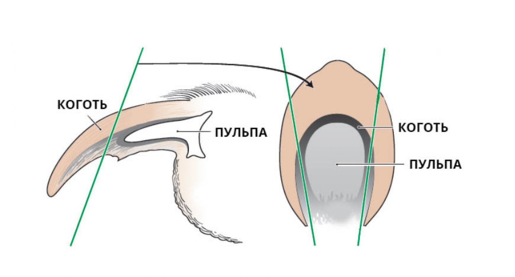 Строение когтя собаки фото
