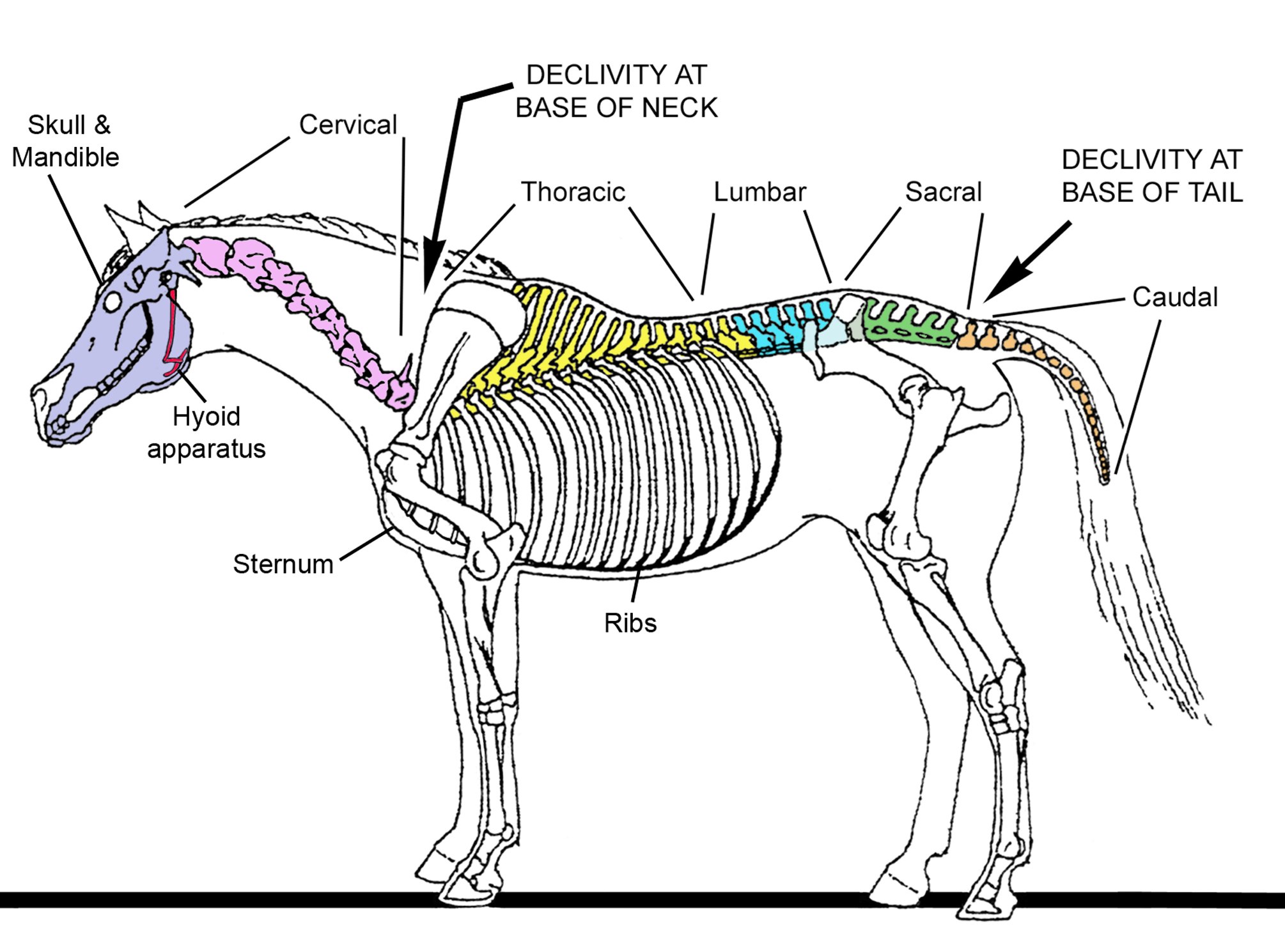 Строение скелета лошади анатомия