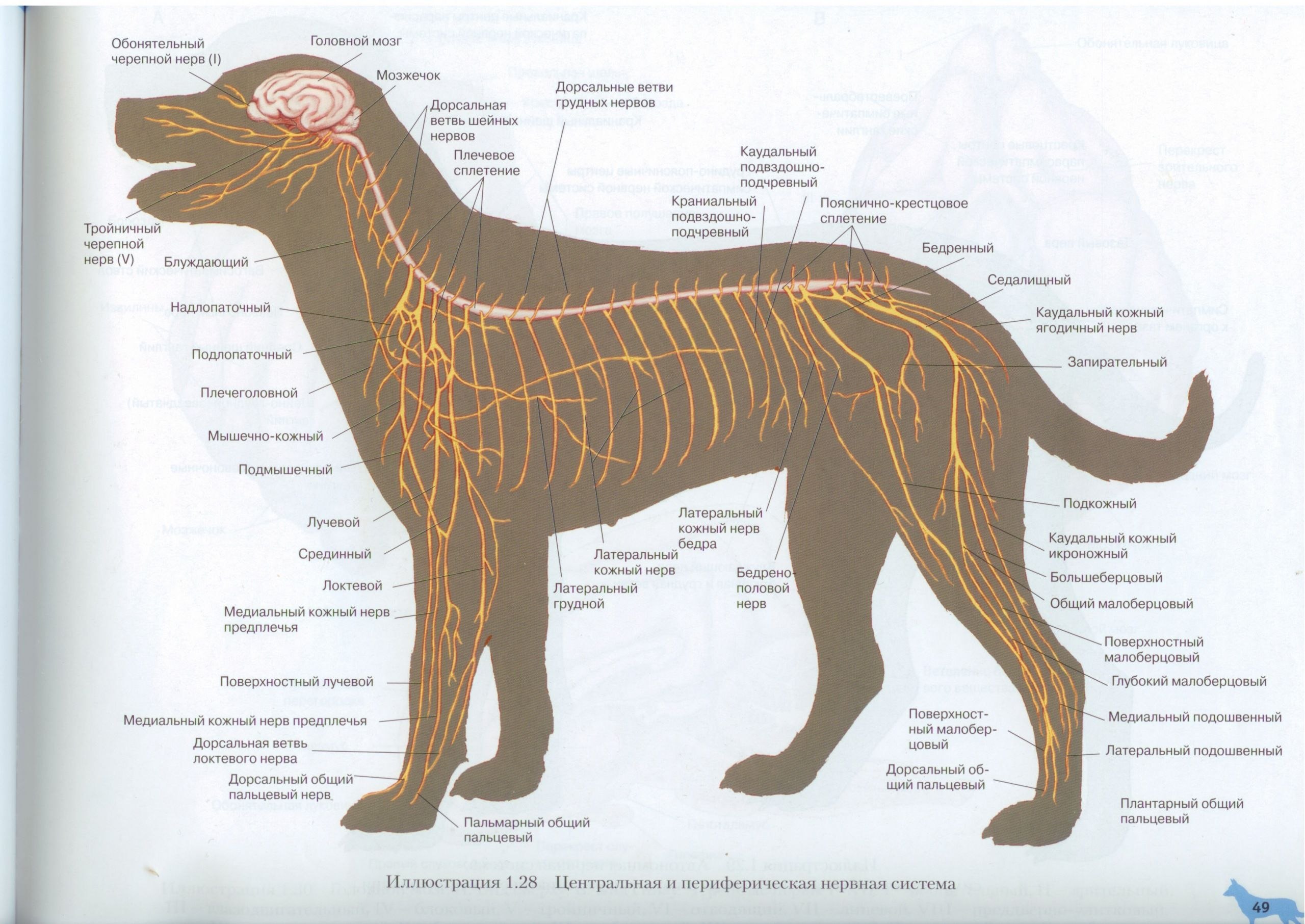 System animal. Нервная система собак схема строения. Центральная нервная система собаки. Нервная система собаки анатомия. Нервная система собаки схема анатомия.