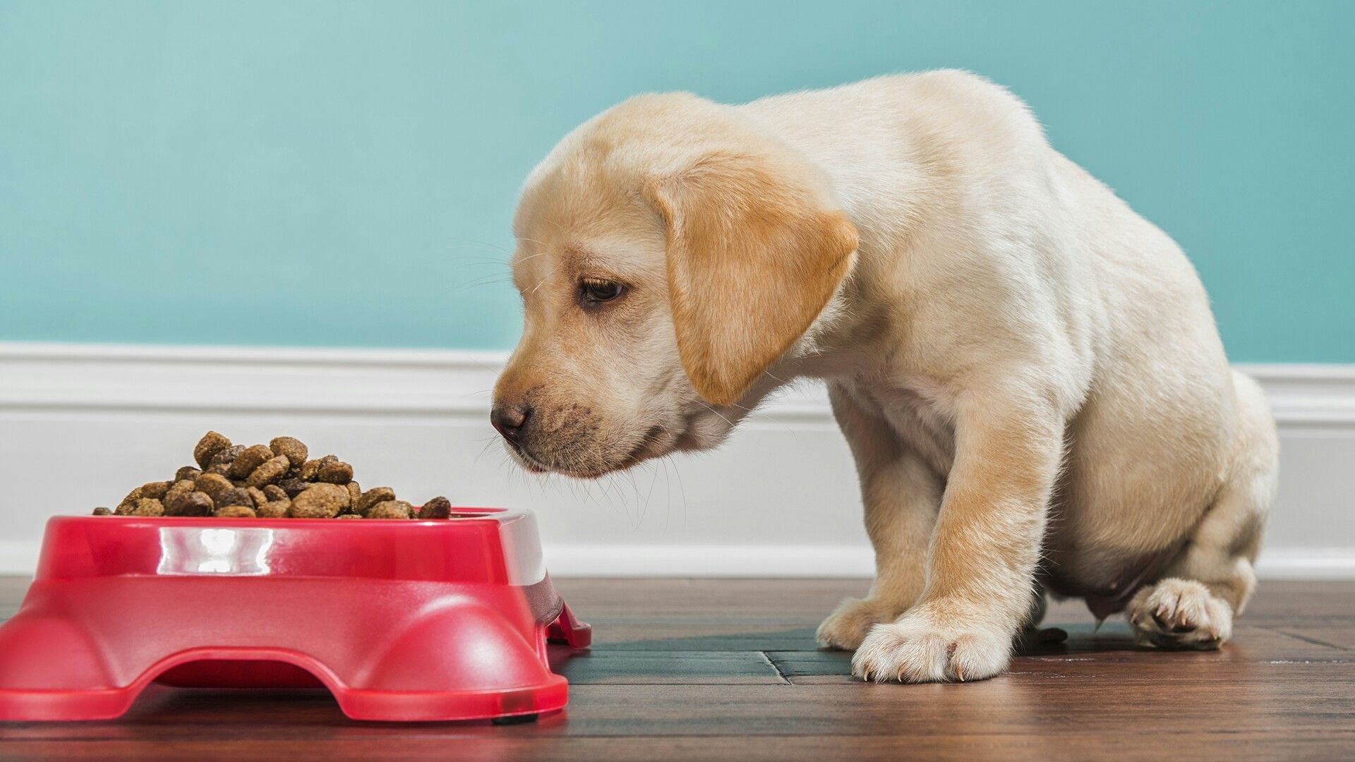What your pet eat. Лабрадор ретривер питание. Собака кушает. Диетотерапия животных. Щенок ест.