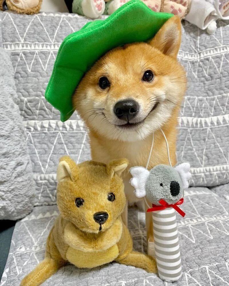 Сиба ину Уни
