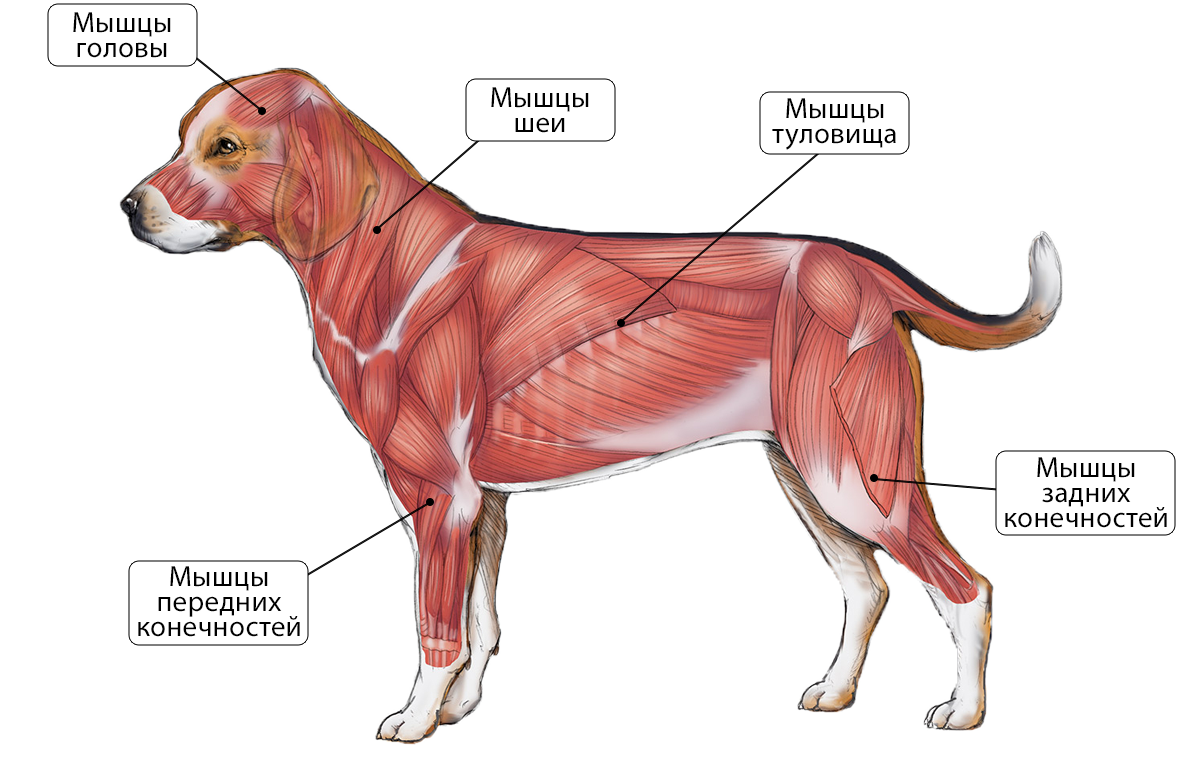 Ребра можно собаке. Мускулатура система анатомия собаки. Мышцы туловища собаки анатомия. Строение мышц собаки анатомия. Скелетно-мышечная система собаки.
