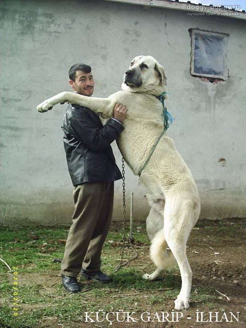 Кангал собака