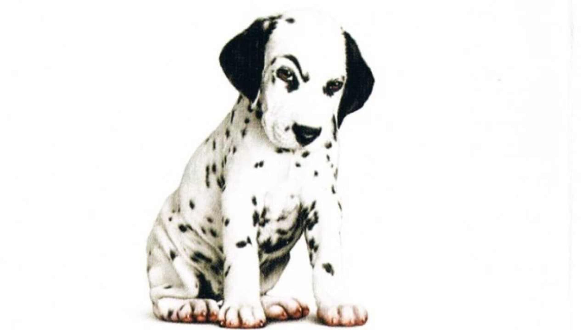 Рассмотрите фотографию собаки породы далматин. Далматин. Собака далматинец. Юрай далматинец. 102 Далматинца далматинец без пятен.