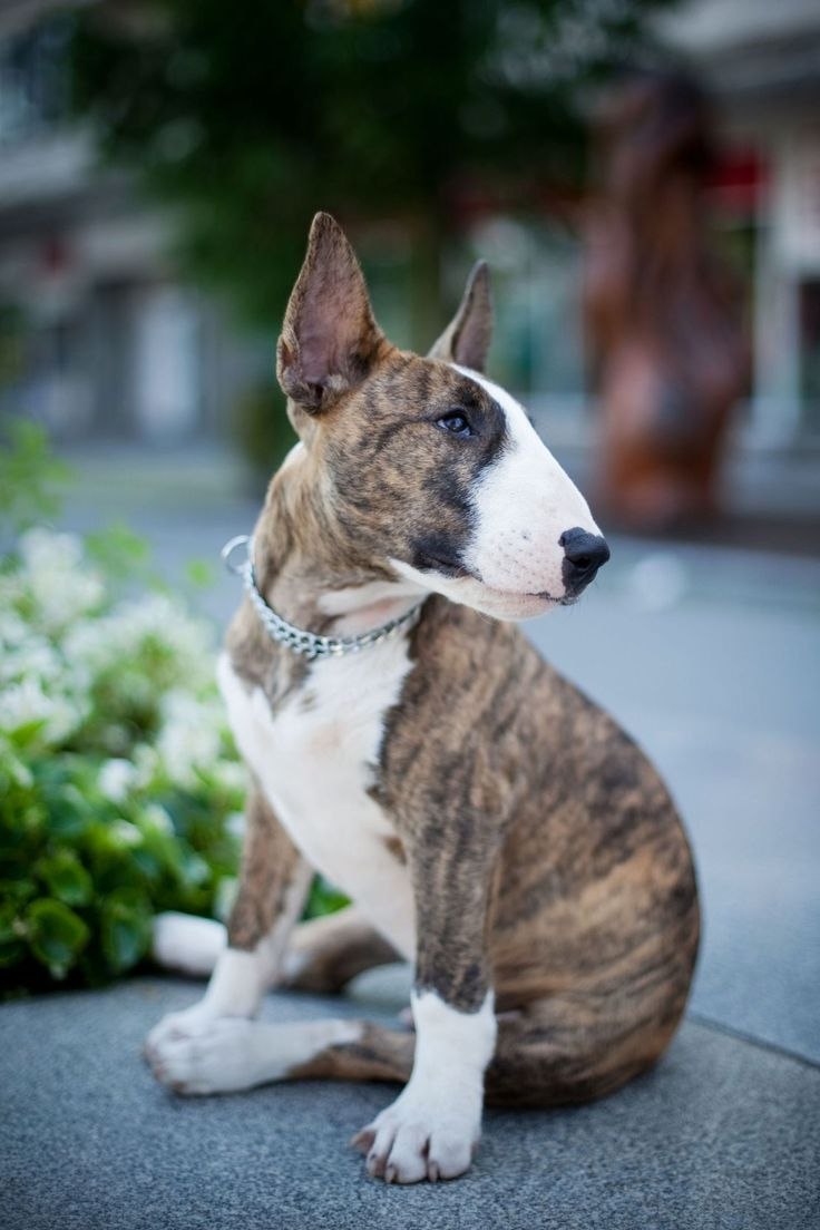 Бультерьер Brindle