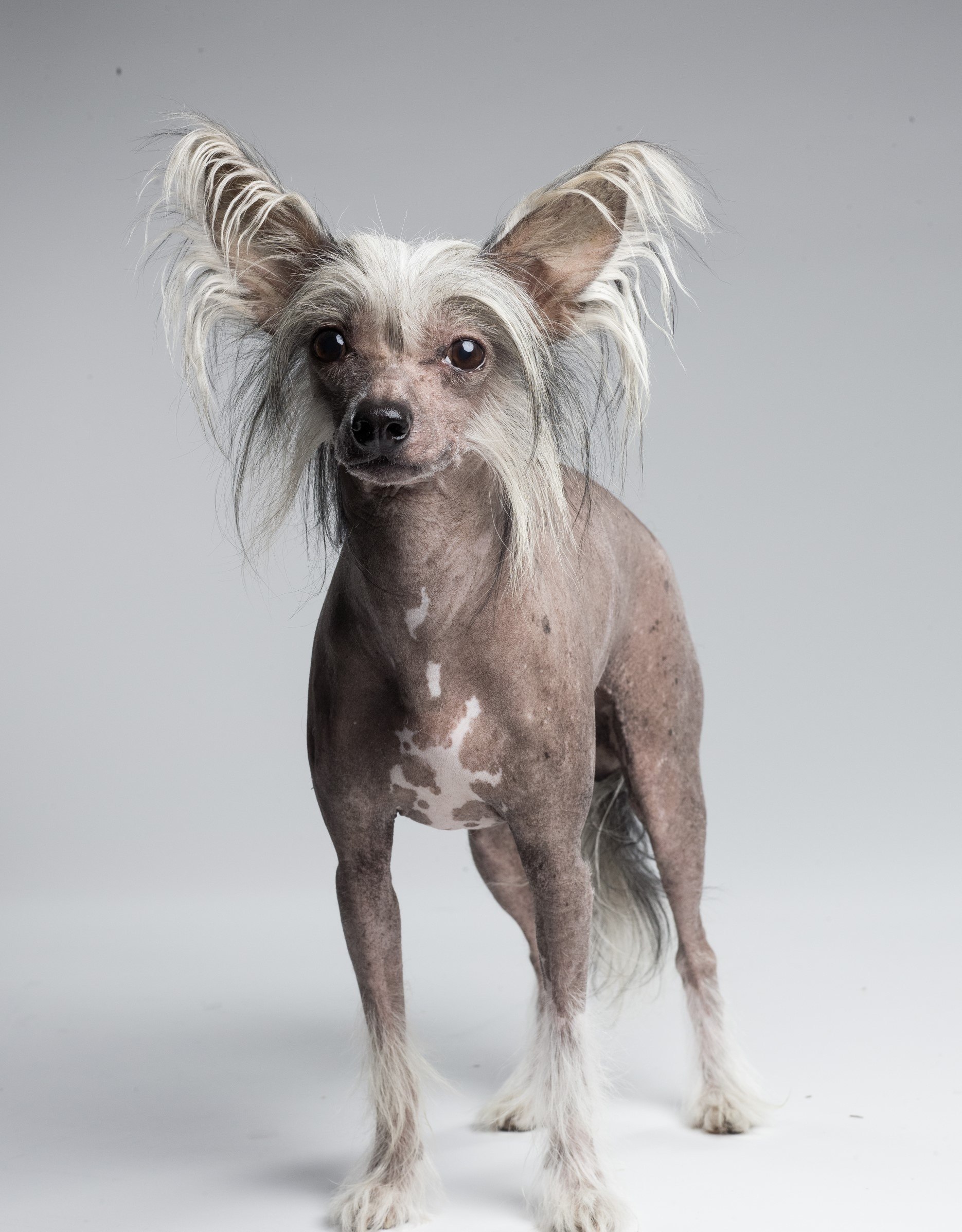 Собаки без шерсти с волосами (51 фото) - картинки sobakovod.club