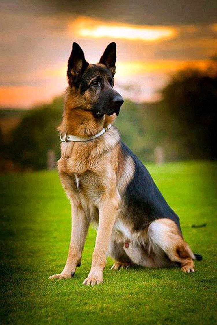 German Shepherd немецкая овчарка