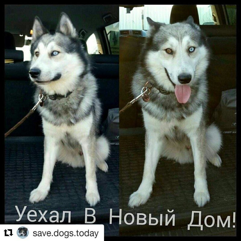 Полу Кавказская овчарка и хаски метис