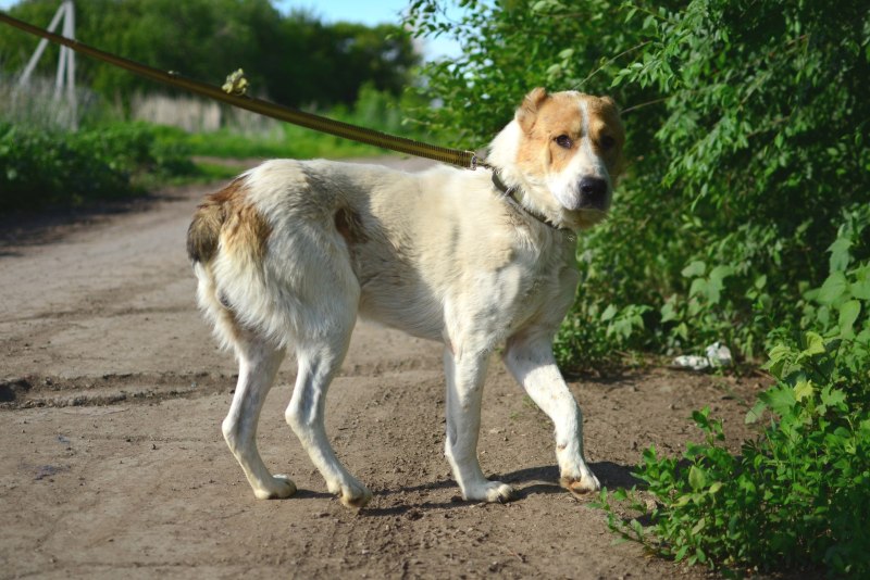 Помесь алабая