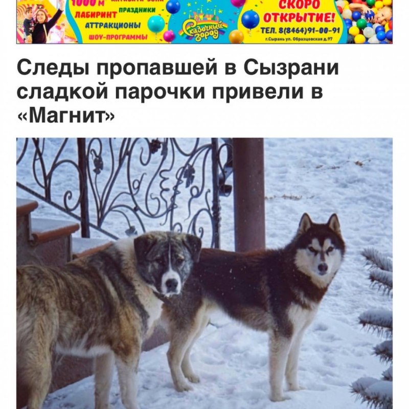 Собака алабай хаски