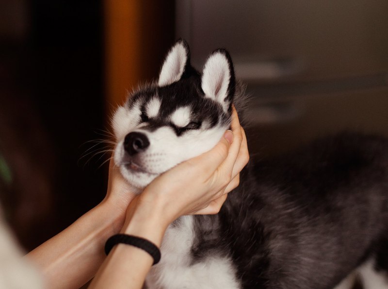Хаски щенок милый