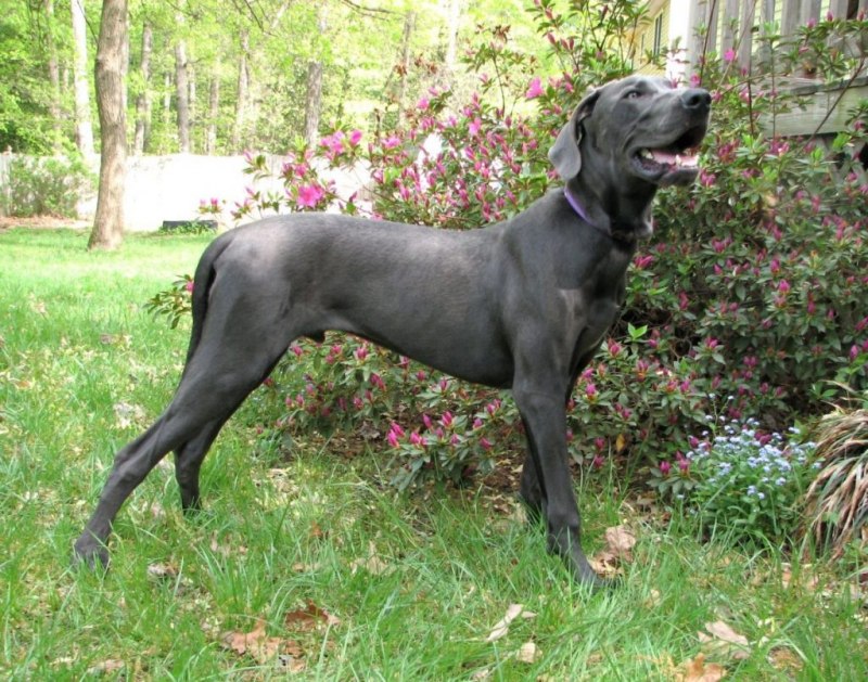 Маноло great Dane