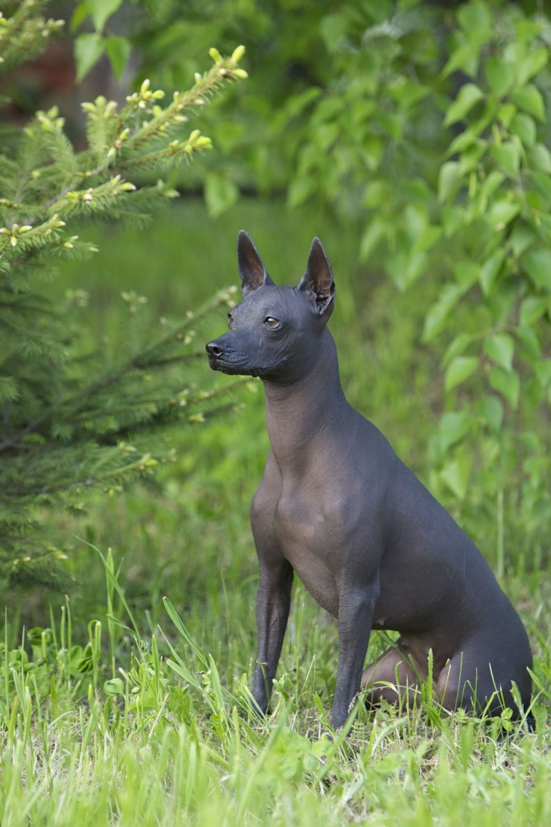 , Манчестерский терьер, Xoloitzcuintli